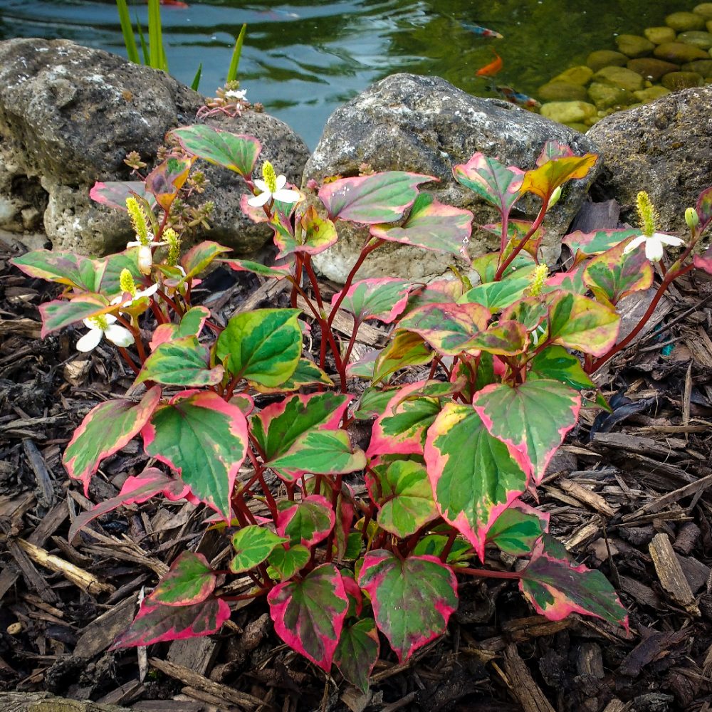 Houttuynia 'CHAMELEON' The Curious Bee Garden Nursery