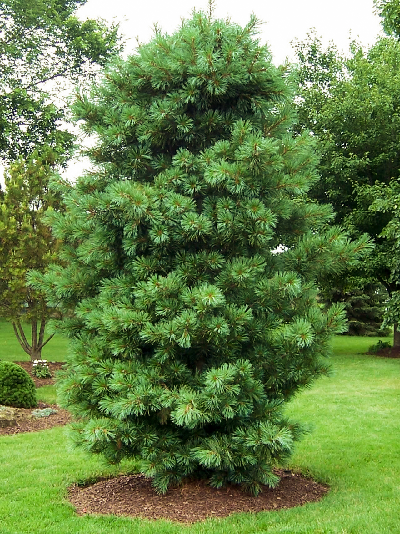 Image of Korean Pine shrub