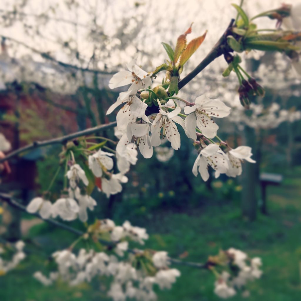Wild Cherry Tree (Prunus avium) The Curious Bee Garden Nursery