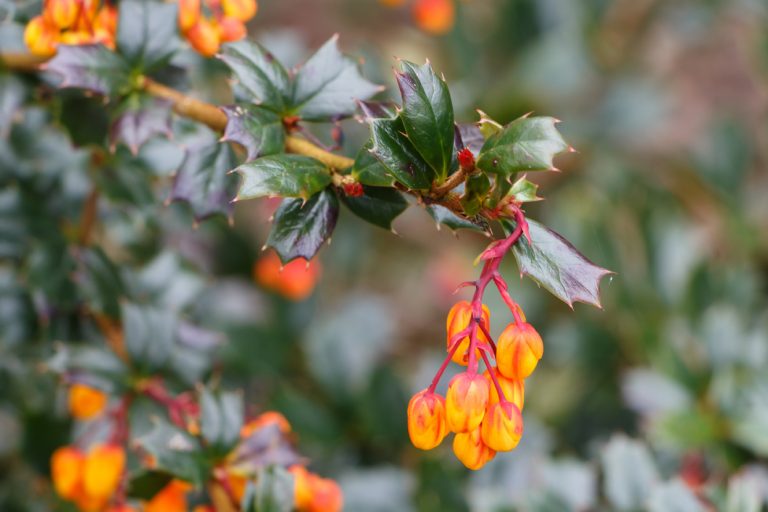 Darwin's Barberry Shrub (Berberis darwinii) The Curious Bee Garden Nursery