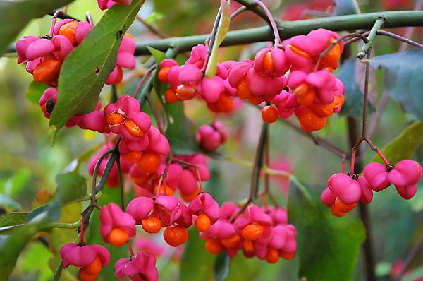 spindle flowers